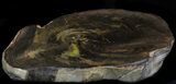 Polished, Jurassic Petrified Wood (Conifer) - Australia #33925-1